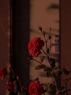 《我闪婚青梅后，让我喜当爹的女友悔疯了》顾寻夏映雪江潮钟瑶小说全章节最新阅读
